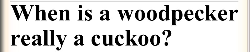 When is a woodpecker really a cuckoo?